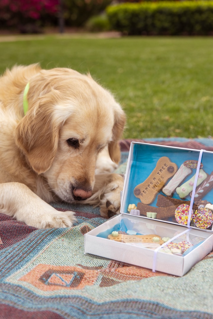 Dog Treat Box